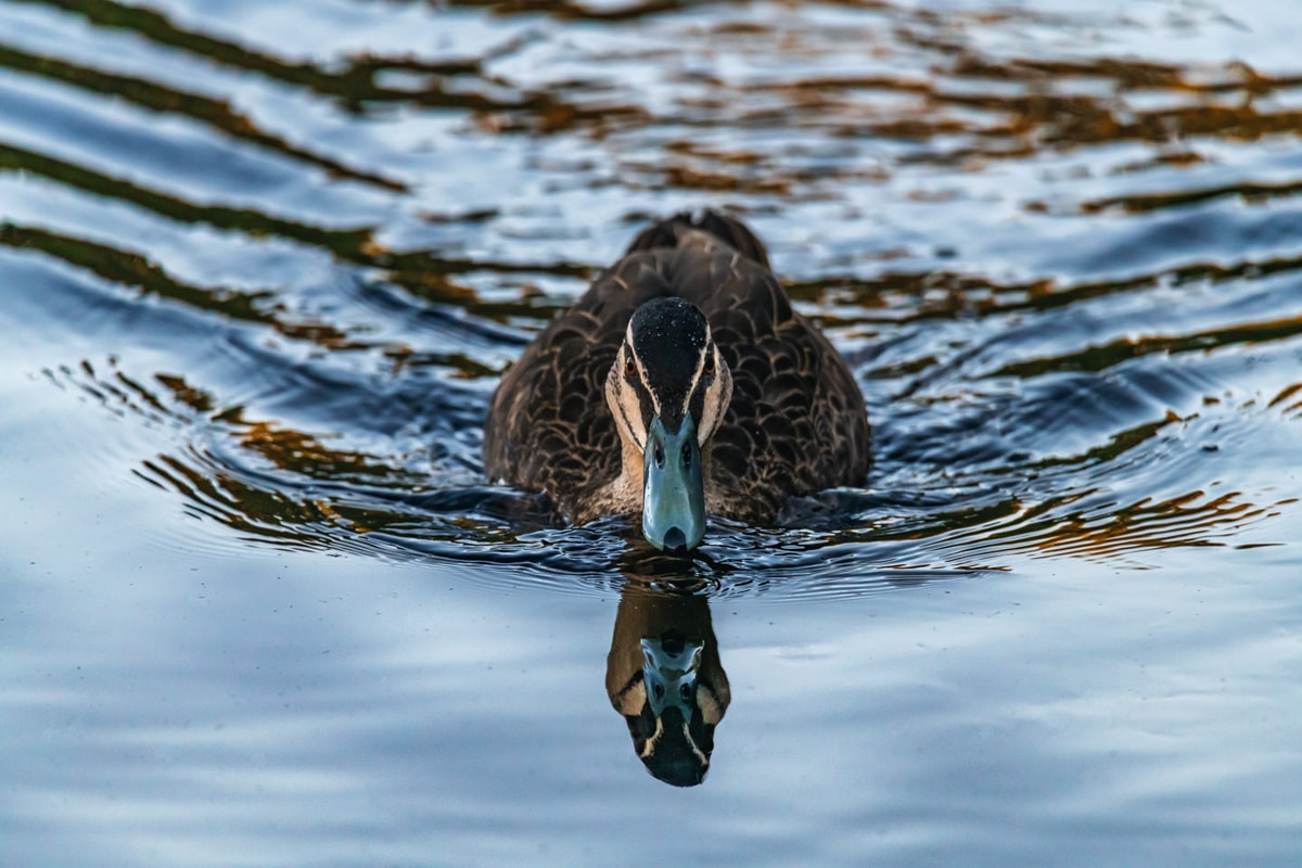 Birds fine art photography prints