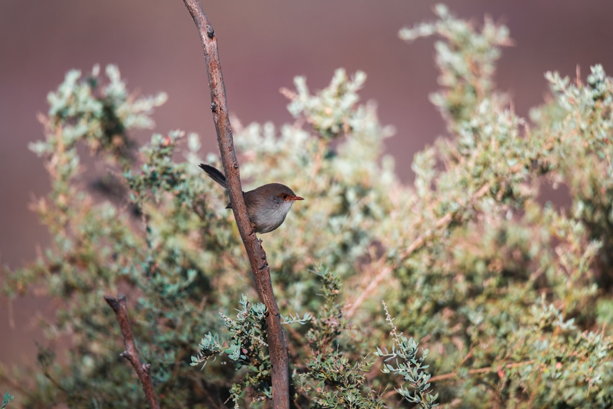 Avian Pink Utopia
