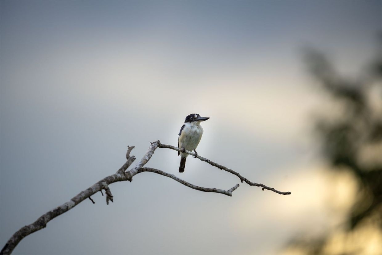 Perched