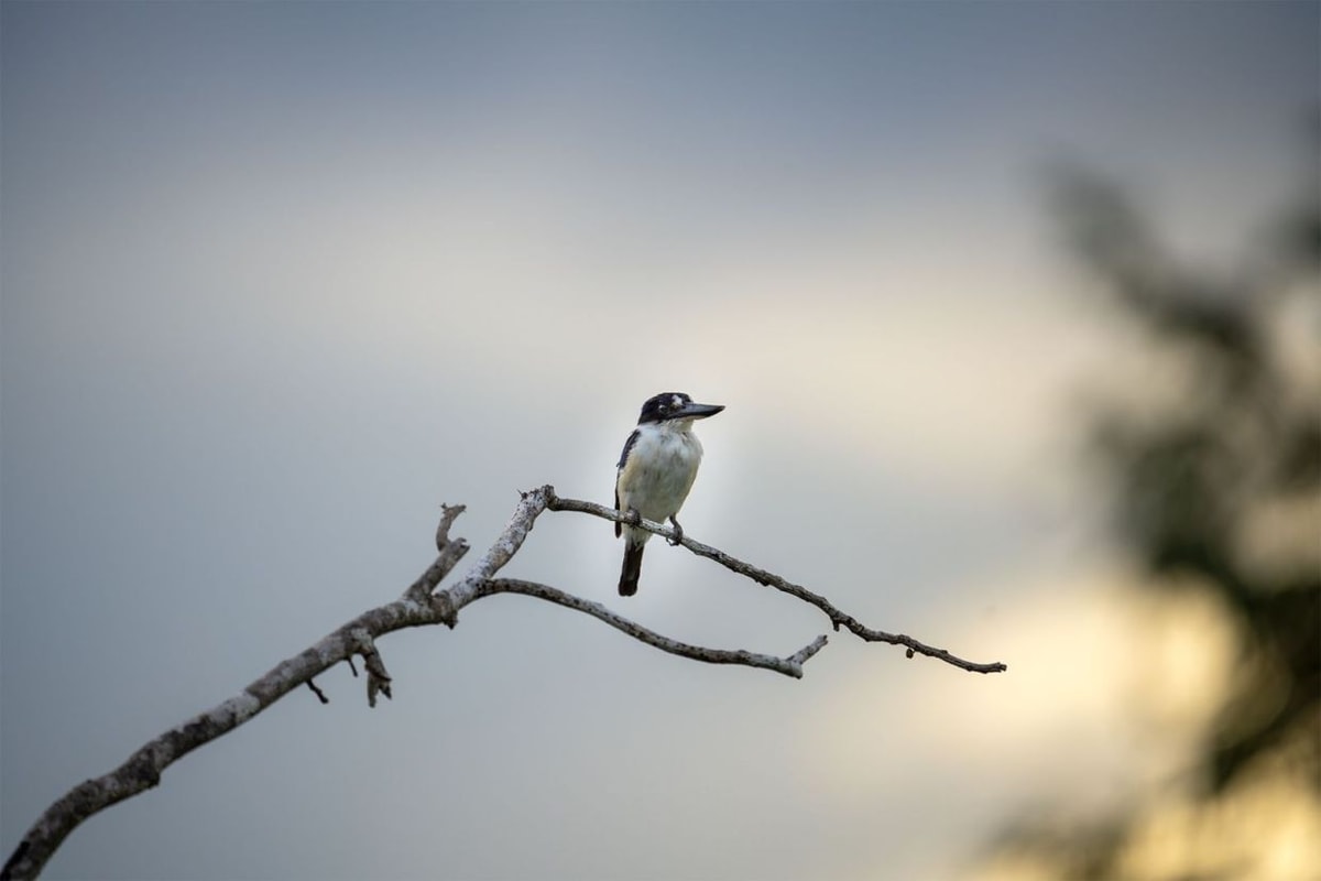 Perched