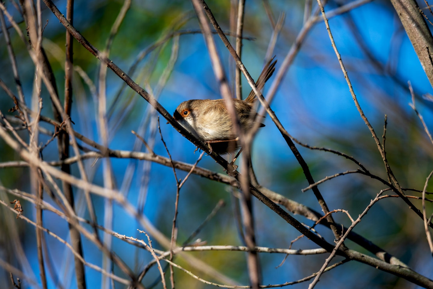 Camobird