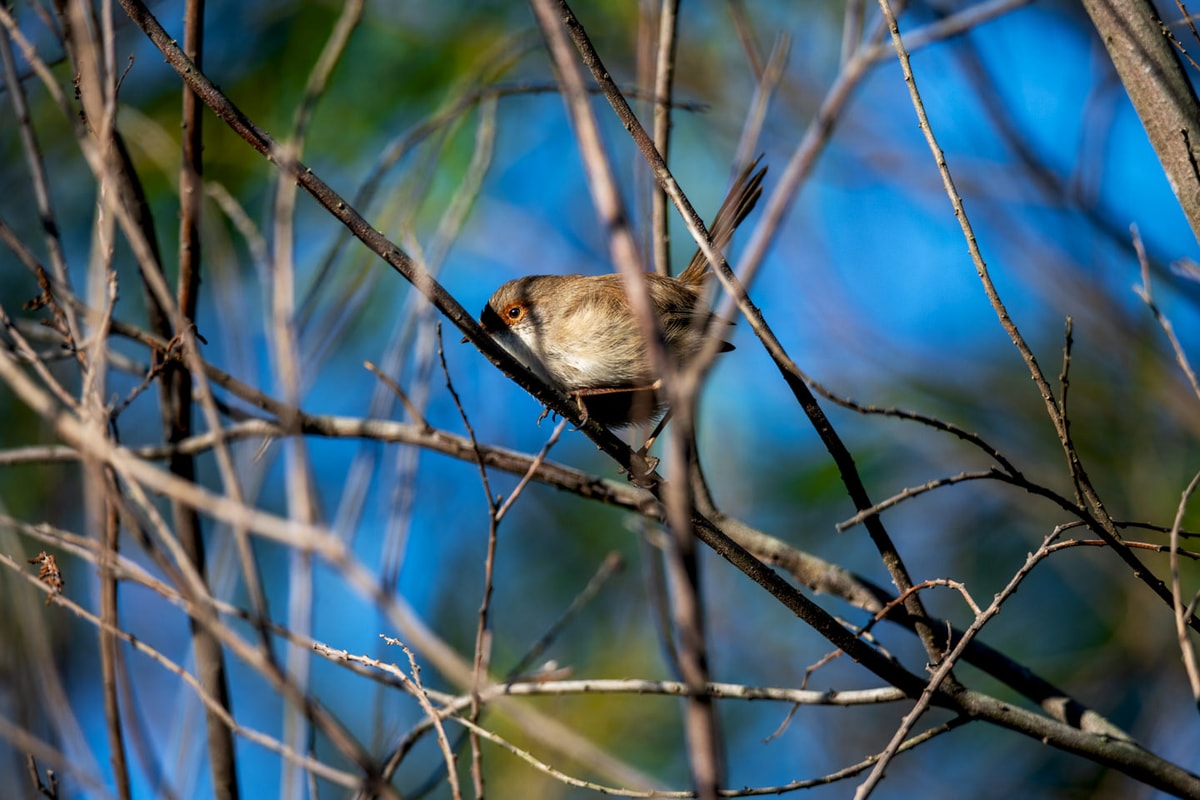 Camobird