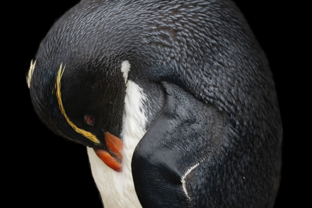 Resting Penguin
