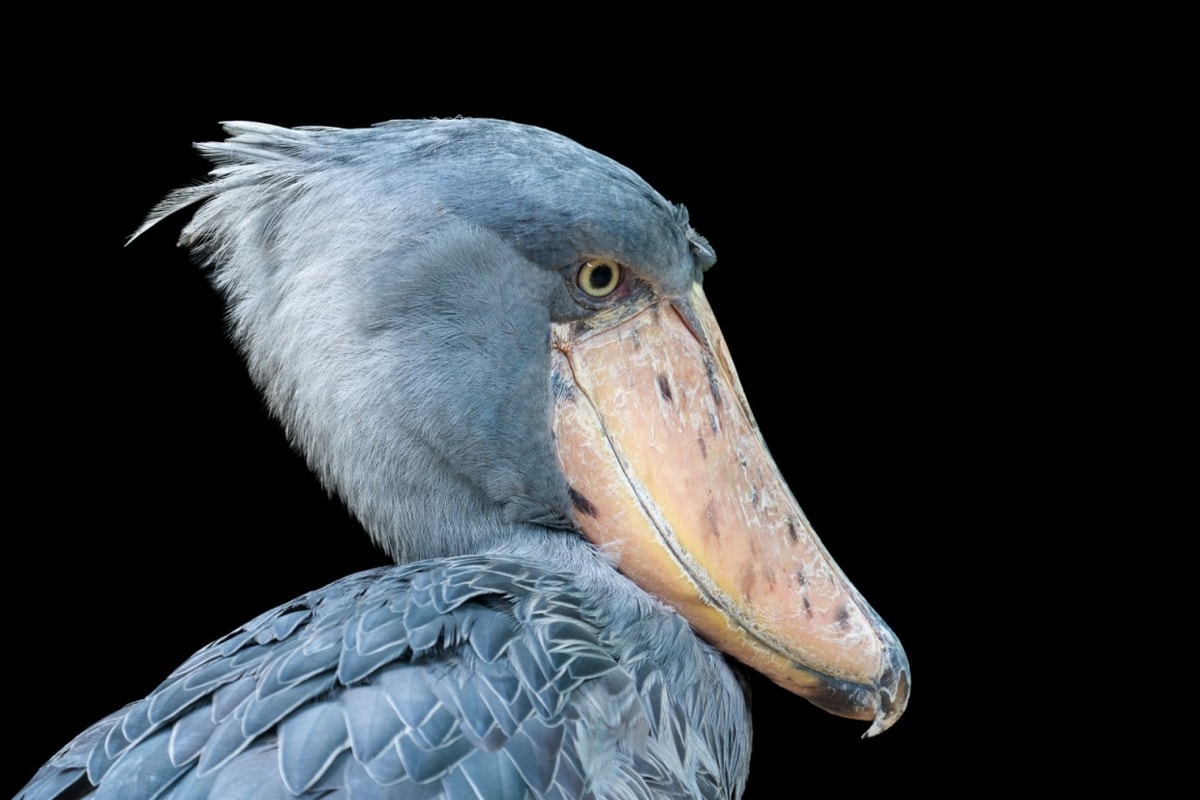 A side portrait
