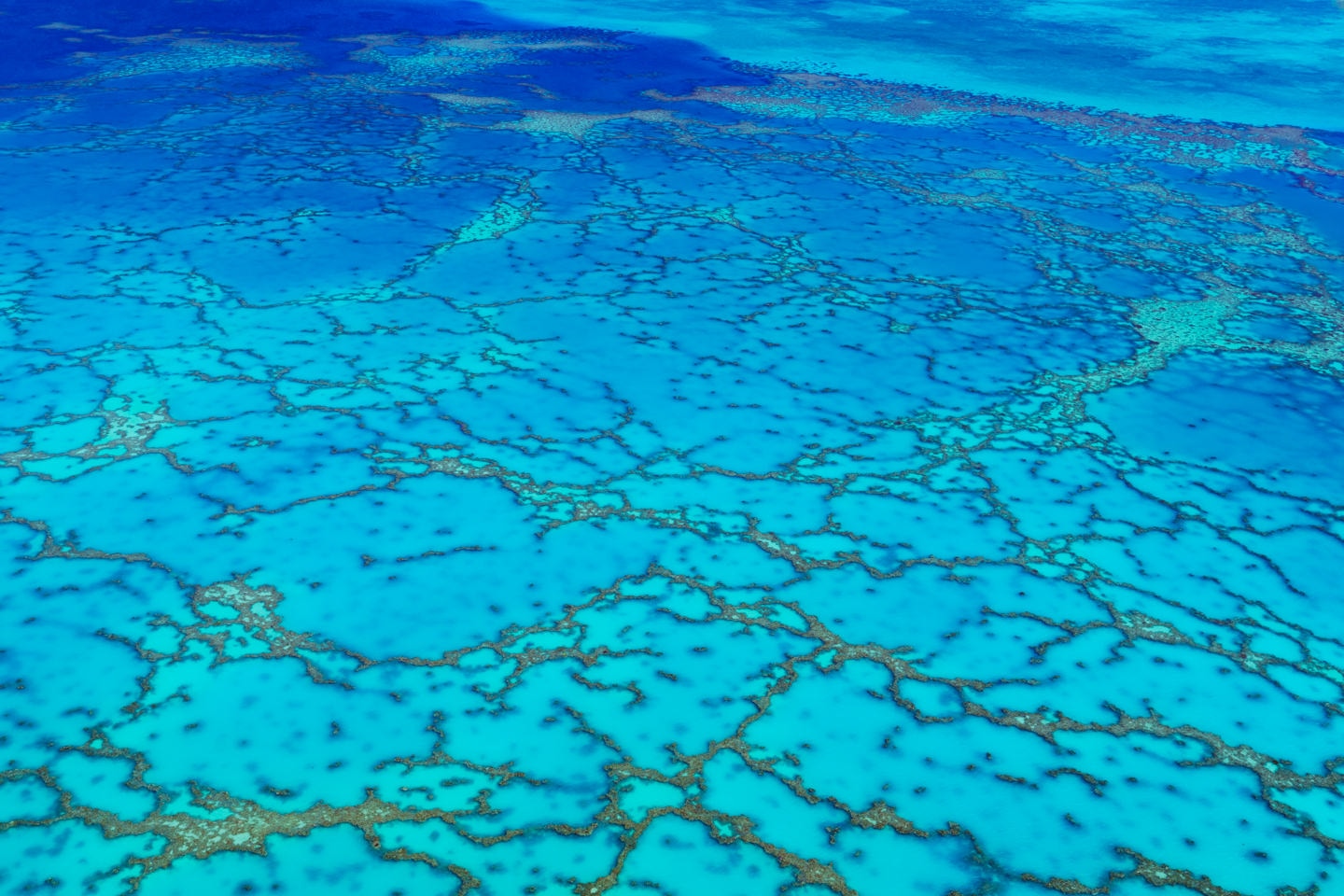 WEB OF PONDS