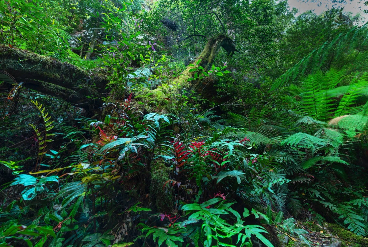 Eden's Garden