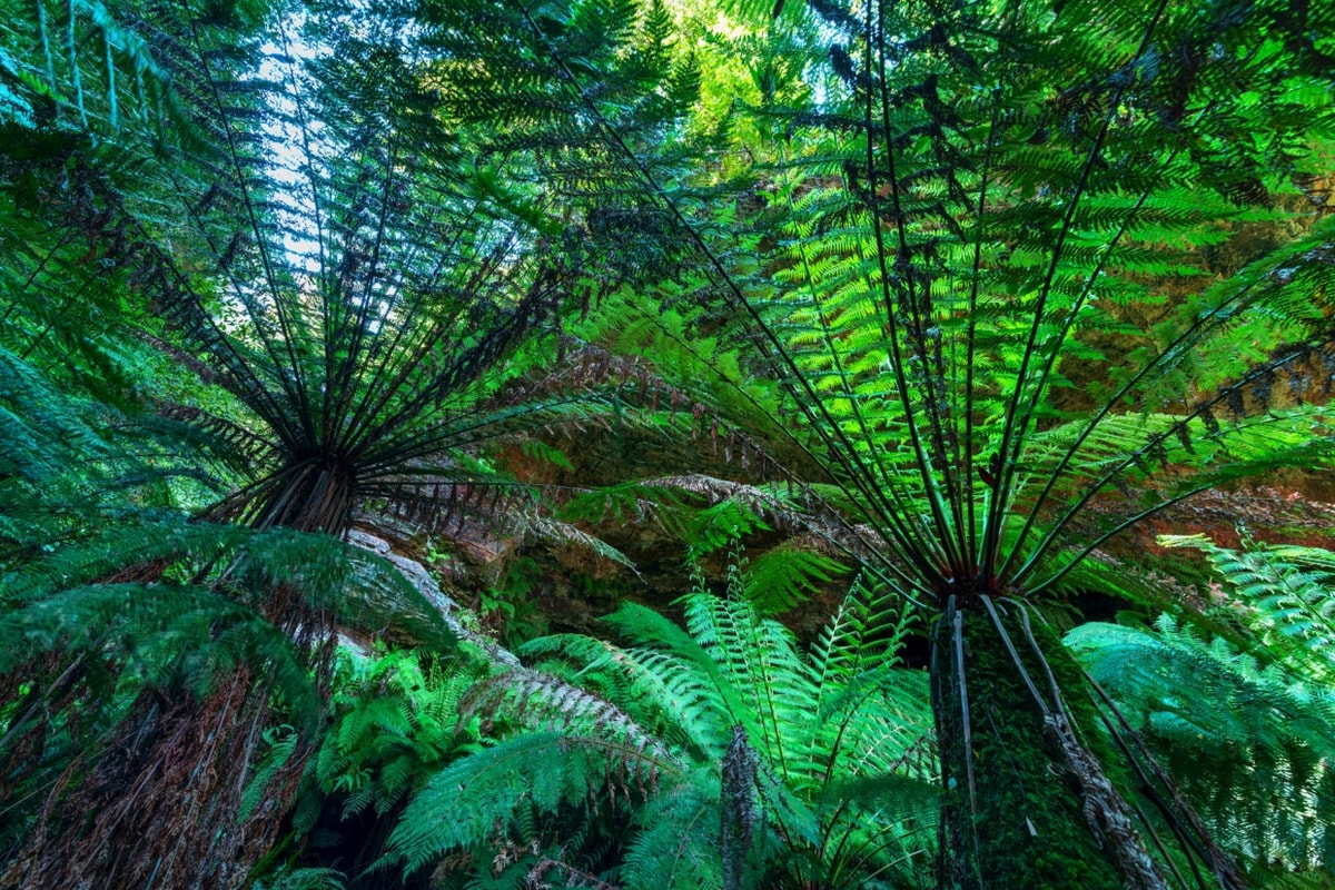 Nature's Umbrella