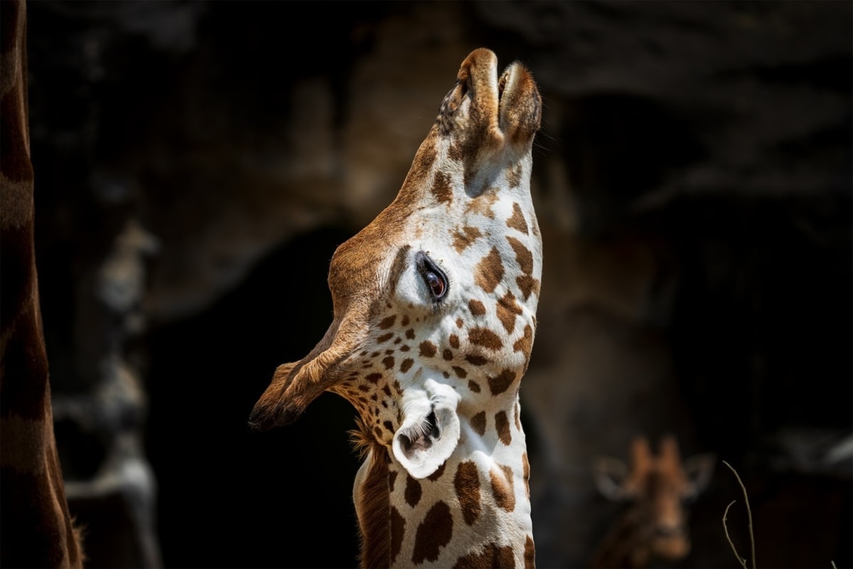 Wildlife fine art photography prints