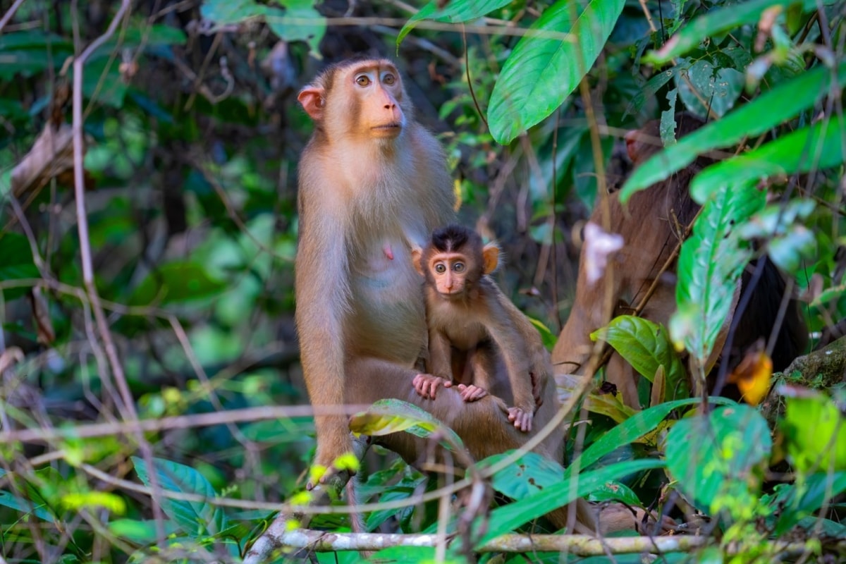 Monkey AND Baby